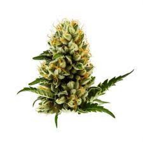 LSD Cannabis