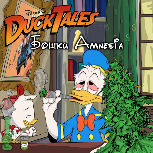 Бошки Amnesia