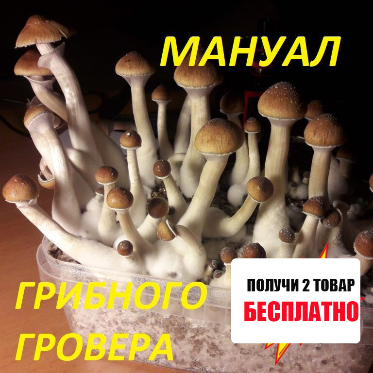 ✅ДЛЯ ГРИБНОГО ГРОВЕР