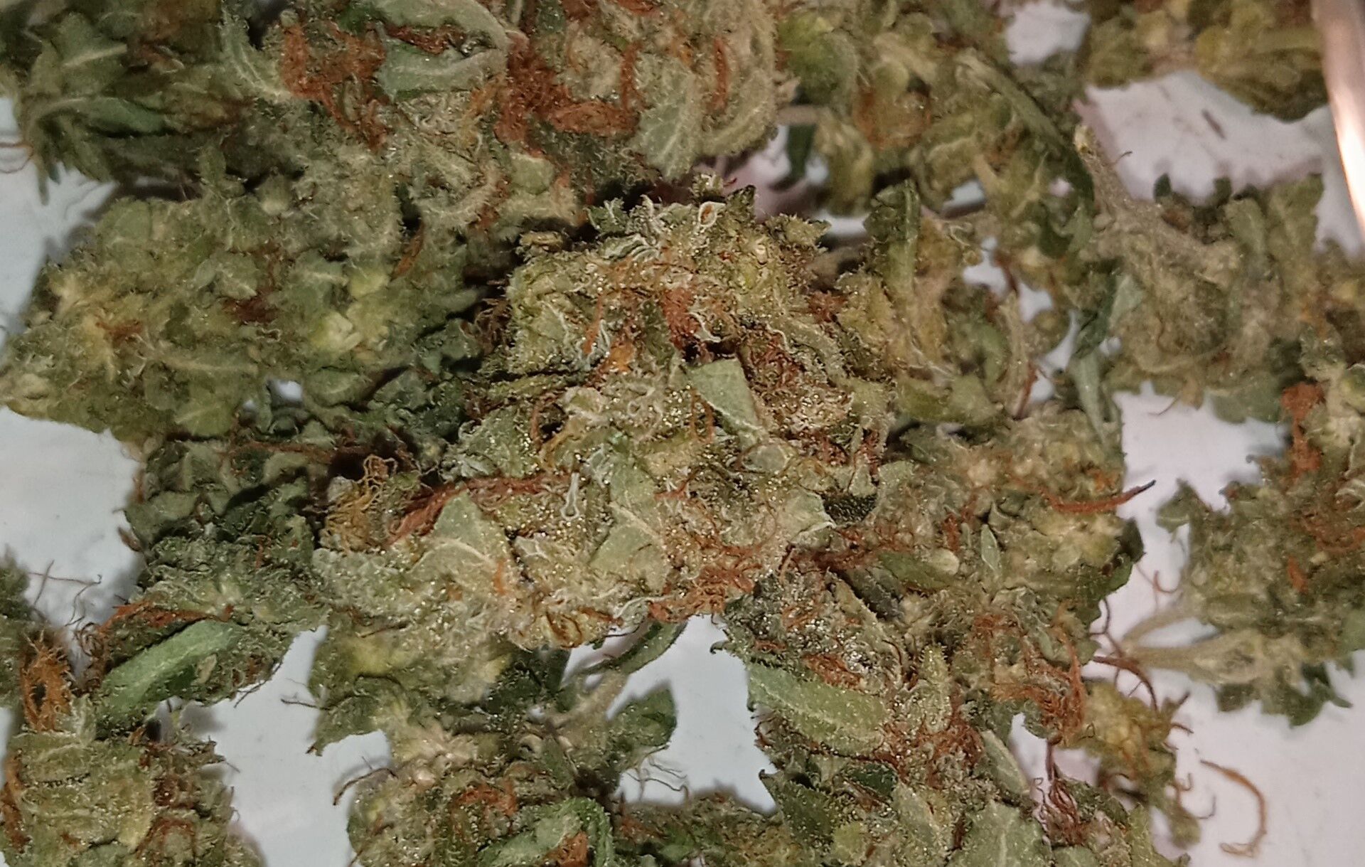 Lemon Haze VHQ