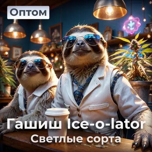 Светлые сорта ОПТ
